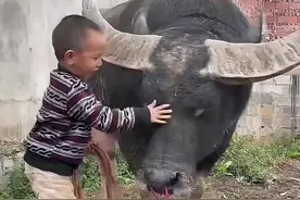 来了解一下水牛冷知识 #科普 #水牛 #宠物视频封面