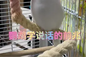 虎皮鹦鹉说话前兆 当你家鹦鹉开始发出咕噜咕噜的声音的时候，一定要抓住教说话的窗口期每天教，就很有机会开口说话😄#鹦鹉🦜 #鹦鹉鹦鹉萌萌哒逗鹦鹉 #手养鸟 #养鹦鹉日记 #我家小鸟逗人爱视频封面