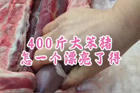 400斤大笨猪 怎一个漂亮了得#笨猪肉 #美食分享 #猪肉分割技巧 #解馋 #左手刀鹏哥