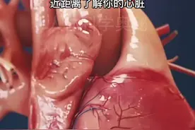 心脏有四个瓣膜，各司其职，像门卫一样保障血流顺畅。二尖瓣和三尖瓣在心房与心室之间，二尖瓣管着左边，三尖瓣管右边，它们负责让血从心房流到心室时不倒流。肺动脉瓣在右心室和肺动脉之间，控制血流去肺部换氧。主动脉瓣在左心室和主动脉之间，把富氧血送往全身。这四个瓣膜就像交通指挥，开关有度，保证血流方向正确，心脏才能高效工作。每一次心跳，都是它们的默契配合，简单却至关重要！#人体结构 #生命科学