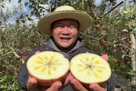 这个苹果为什么被称为糖心丑苹果#丑苹果 #糖心苹果视频封面