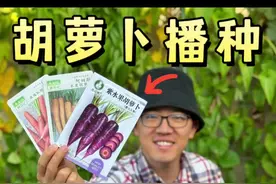胡萝卜种植播种小技巧分享 #种菜小技巧 #胡萝卜种植 #阳台种菜 #菜园 #园艺视频封面