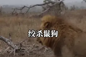 雄狮报复鬣狗#野生动物零距离 #内容启发搜索 #雄狮 #鬣狗视频封面