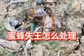 蜜蜂失王怎么处理#蜜蜂养殖 #蜂王 #三农视频封面