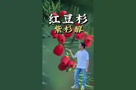 红豆杉种子外面有红红的假种皮，有微毒不建议吃。红豆杉可以提取紫杉醇，紫杉醇可以抑制纺锤体的形成。#红豆杉 #红豆杉果实能不能吃 #紫杉醇 #植物科普 #药用植物视频封面