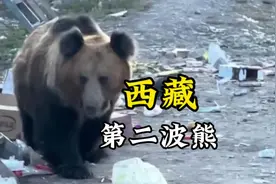 极度狡猾的藏马熊……大家遇见了一定要远离！#藏马熊 #318川藏线