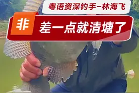 差点干清塘了 这样的鱼情，是谁都会钓吧？#钓鱼#黑坑#野钓#罗非@DOU+小助手视频封面