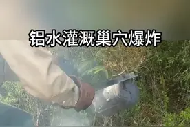 数千万红火蚁被消灭，挖开后让人惊叹#野生动物零距离 #神奇动物在抖音视频封面