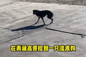 摄制组在青藏高原捡到一只流浪狗，有想要领养的吗？@本色华年  #本色华年#流浪狗#vlog