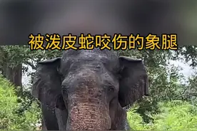 被泼皮蛇咬伤的大象腿 #神奇动物在抖音 #野生动物零距离 #泼皮蛇