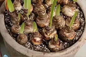 休完眠搬到室内的朱顶红如何让它快速出花剑，只需要两步，第一剪叶子，不停的剑知道憋出来花剑为止！第二兑上高磷高钾的肥，磷酸二氢钾首选！养朱就是这么简单！#养花我是认真的视频封面