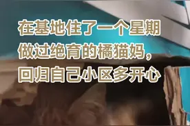 有些流浪猫做完节育没地方放，就放在基地恢复一个星期左右再接回去放归小区继续投喂，也挺好的！这只橘猫妈不用继续再生小猫了，在小区有姐姐天天给喂吃的挺好的！#我和流浪猫的故事 #善待动物关爱生命 #猫绝育 #关注流浪猫 #善待动物