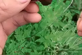 又到钓甲鱼的季节，喜欢吃甲鱼的备上一鱼吧#钓技钓法 #户外钓鱼 #钓甲鱼 #钓甲鱼教学 #甲鱼钩