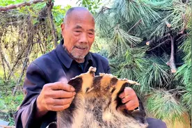 獾皮糙肉厚老洋炮砂子，隔远了打不透。獾油把砂子隔住了。#沂蒙视频封面