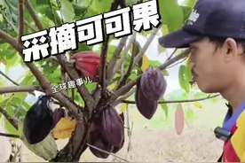 巧克力是这样做成的？ 从树上的果实到舌尖的甜蜜！#可可果 #巧克力 #可可豆 #科普一下 #涨知识视频封面
