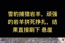 #雪豹捕猎岩羊#顽强的岩羊拼死挣扎#结果直接刷下悬崖