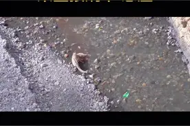 #雪豹捕猎岩羊#顽强的岩羊拼死挣扎#结果直接刷下悬崖