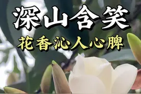 深山含笑的花实在是太香啦，让我想起了小时候的白兰花！#深山含笑 #含笑 #玉兰花 #白兰花 #好看的花一定要分享给你视频封面