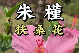 朱槿又叫扶桑花，花大而且朝开暮落，花开不断，分享一下你的朱槿花吧！#朱槿 #扶桑花 #朱槿花 #春日盛放 #自然奇境科普季视频封面