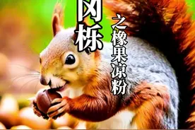橡子的奥妙你知道吗？它可是资格比水稻小麦还要老的粮食，橡果凉粉你吃过吗#植物科普 #大自然的馈赠 #橡子凉粉做法 #你的家乡有这种植物吗 #我的乡村生活