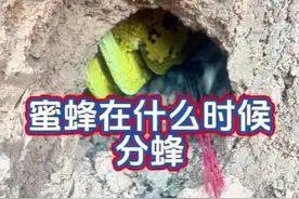 蜜蜂在什么时候分蜂 #养蜂技术分享 #蜜蜂分蜂视频封面