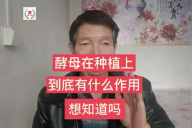 酵母在种植上到底有什么作用？不止一点点，很少有人知道视频封面