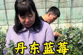 【丹东蓝莓】 明早9点，蓝莓果园直播～不见不散#蓝莓熟了 #蓝莓 #新鲜采摘 #记录生活视频封面