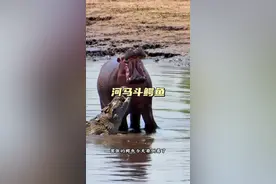 河马斗鳄鱼 嚣张的鳄鱼今天倒霉了#解说版动物世界#内容启发搜索#野生动物零距离#看动物世界品百味人生视频封面