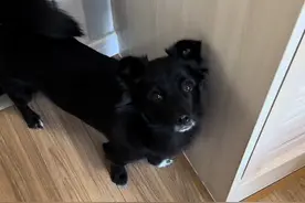 开学季又到“吞金兽”吞金的时候了，别说我偏心哈，老大长得快，衣服换季就得买新的，二哥也买新的，少一点而已。😂#新衣服可以治愈各种不开心 #它真的好像个小宝宝视频封面