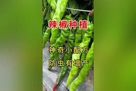 辣椒防虫小配方#辣椒种植 #辣椒防虫#辣椒虫害防治#辣椒管理