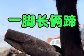 罕见畸形驴、一刀呲血！ 16600买下稀罕毛驴，一驴5蹄儿被人围观，师傅下手过重一蹄冒血，一蹄呲血，好驴被修成残废驴，吓坏了！#农村生活 #三农 #毛驴修蹄 #解压 #新农人计划2025