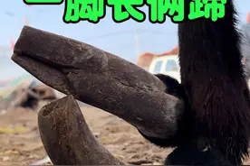罕见畸形驴、一刀呲血！ 16600买下稀罕毛驴，一驴5蹄儿被人围观，师傅下手过重一蹄冒血，一蹄呲血，好驴被修成残废驴，吓坏了！#农村生活 #三农 #毛驴修蹄 #解压 #新农人计划2025