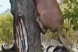 狮子的狡猾与力量，以及水牛的悠然自得，揭示了自然界中生物间的相互依存与残殺关系。同时也提醒我们，野生动物的生活充满了未知与危险，它们必须时刻保持警惕以应对各种挑战。#静心看世界 #自然的野性 #弱肉强食的动物世界 #动物生存竞争 #人与自然和谐共处视频封面