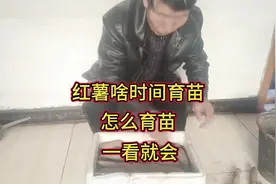 红薯啥时候育苗？怎么育苗？一看就会视频封面