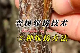 杏树嫁接最佳时间与方法 #果树嫁接 #内容启发搜索 #嫁接 #杏树嫁接