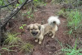 开局一只狗装备全靠捡，带你们体验捡菌子的快乐#中华田园犬#菌犬#野生菌 #狗子成精了 #大自然的馈赠