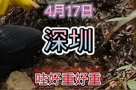 今天割了一窝诱蜂桶的蜜蜂，搞早了蜜不多，要是等多十天半个月肯定你能翻倍！不过话又说回来，知足常乐，收回家才是自己的。#现场实拍 #诱蜂桶 #记录我在深圳的户外生活