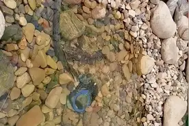 为什么很多人都很害怕黑鱼#黑鱼 #生物科普 #淡水鱼视频封面