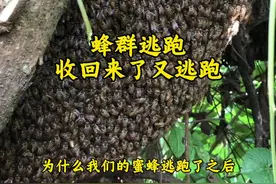 蜜蜂收回来又逃跑，是什么原因，这条视频讲解#新农人计划2025 #养蜂技术 #养蜂人 #收蜂 #蜜蜂养殖 @抖音短视频视频封面