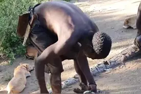 没有一只野猪能逃出哈扎比 #美食 #原始部落 #非洲生活 #走进非洲#哈扎比部落