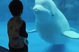 为什么白鲸喜欢吓小孩子？ #科普 #白鲸 #动物