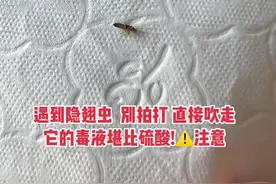 遇到隐翅虫  别拍打 直接吹走!它的毒液堪比硫酸!⚠️注意!#隐翅虫 @DOU+小助手