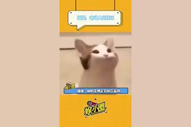 猫猫：原来我这么可怕的吗🤓#猫咪 #可爱到爆炸💥