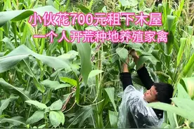 小伙花700元租下深山里闲置的木屋，从当初的开荒种地到现在的养殖鸡鸭，#我的乡村生活 #新农人计划 #新鲜采摘 #农业种植