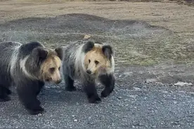 藏马熊袭击人，真的很无语#原创视频 #动物世界 #野生动物零距离 #藏马熊向人招手是为什么  #藏马熊