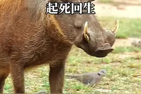 鬣狗袭击花豹导致疣猪逃走#奇妙的动物 #爱护大自然保护野生动物视频封面