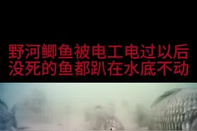 野河鲫鱼被电工电过以后，没死的鱼都趴在水底不动 #野钓 #钓鱼 #鲫鱼 #原来钓鱼才是抖音运动顶流 #钓鱼知识