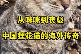 宠物界江湖风云再起！中国狸花猫国外称霸，老外惊呆了！#狸花猫真的不好惹 #猫界战力天花板 #中国狸花猫 #令人震惊 #一身反骨的猫