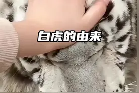 #动物世界 白虎的由来 #奇妙的动物#动物的迷惑行为 #科普