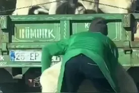 坎高犬大战偷羊的野狼群 #野生动物零距离 #坎高犬